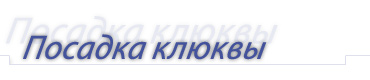 Школа деревьев и кустарников Золотой Jagoda » Советы » Крупноплодовой клюквы