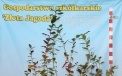 Zweijährige Saatpflanze, Heidelbeerensorte Bluecrop 