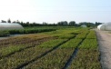 Young seedlings of American blueberries 