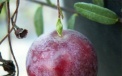 Fruit of the big fruit cranberry 