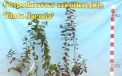 Dreijährige Saatpflanze, Heidelbeerensorte Bluecrop 