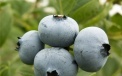 Fruit of American blueberries