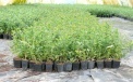 Duke variety seedlings in pots P9