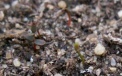 Cowberries seedlings