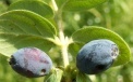 Früchte der Blauen Heckenkirsche 