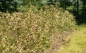 Heidelbeerenplantage bei voller Blüte 