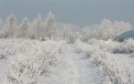 Heidelbeerensträucher im Winter