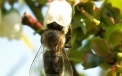 Пчела, собирая нектар, опыляет цветы