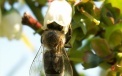 A bee collecting nectar pollinates flowers