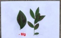 Признаки нехватки магния на листьях