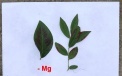 Symptoms of a lack of magnesium  on blueberry leaves 