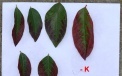 Symptoms of a lack of potassium  on blueberry leaves 