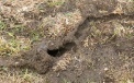 Melting snow revealed   mouse corridors in a plantation