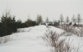 Plantation of Blueberry High in winter 