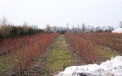 The beginning of spring - blueberry bushes need cutting