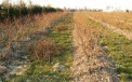 American blueberry bushes need strong cutting