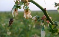 Bee while flying