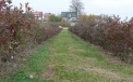 Cover of sawdust in rows and grass between rows   