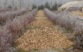 Chips prepared for mulch