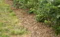 We mulch about 50 cm(20”) from each side of the row