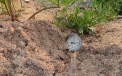 Прибор для измерения влажности почвы позволит определить оптимальный срок поливки