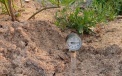 Tensiometer allows the optimal time limit for irrigation of plantations to be determined