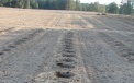 ... puttingin  peat when planting a bush of Blueberry 