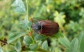 Взрослый майский жук