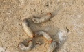 Грозные вредители личинки майского жука