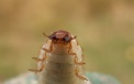 A close encounter with a young cockchafer