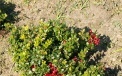 Fruiting cowberry bush 