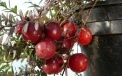 Beeren der Großfruchtigen Moosbeere