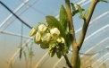 Mid- April – Blueberry already blooms in the tunnel