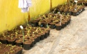 We work together with ISK in Blueberry cultivation