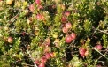 Section of a mature cranberry plantation