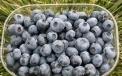 A box of American Blueberry fruit 