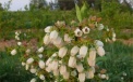 Chandler is famous for the size of its flowers and fruit