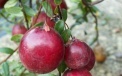 Varieties of cranberry … 