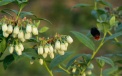 A bumblebee on its way to Blueberry flowers