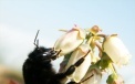 Bumblebees pollinate flowers by creating vibration  