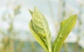 Sometimes aphids may occur on Blueberries