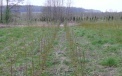 Energy willow as a material for cover on plantations