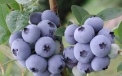 Heidelbeerensorte Bluecrop – eine Sorte mit großen Früchten 