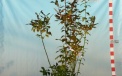 Heidelbeerensorte Bluecrop – vierjährige Saatpflanze 