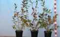 Heidelbeerensorte Bluecrop – zweijährige Saatpflanze 