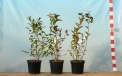 Heidelbeerensorte Bluegold - zweijährige Saatpflanze
