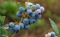 Heidelbeerensorte Bluejay - Früchte