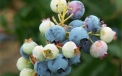 Maturing fruit of American blueberries 