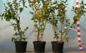 Heidelbeerensorte Brigitta - dreijährige Saatpflanze