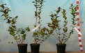 Heidelbeerensorte Brigitta - zweijährige Saatpflanze